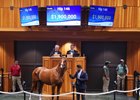 Hip 146, 2024 Fasig-Tipton Saratoga  Sale