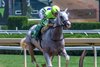 Next ridden by jockey Luan Machado easily wins the 1 3/4 mile Birdstone Stake at the Saratoga Race Course Sunday Aug 4, 2024 in Saratoga Springs, N.Y.  Photo  by Skip Dickstein