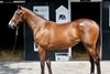 Hip 209, 2024 Fasig-Tipton Saratoga  Sale