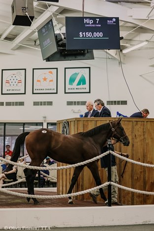 Full brother of Free Like a Girl leads sales auctions in Texas