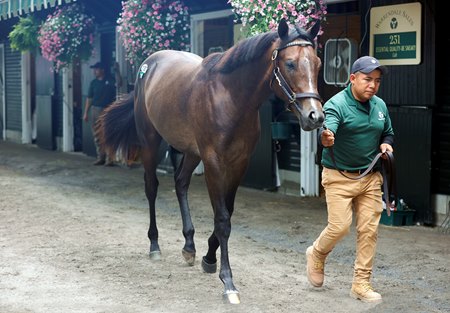 Hip 137, a colt by Raging Bull, walks during inspections at Fasig-Tipton's The Saratoga Sale