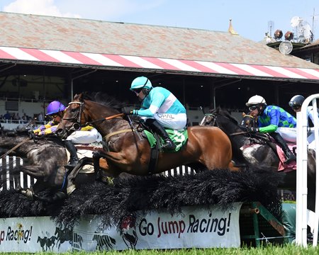 Jimmy P (center) jumps over a fence on his way to victory in the 2024 Jonathan Sheppard Handicap at Saratoga Race Course