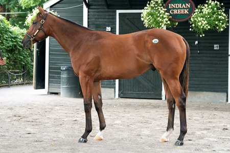 The Into Mischief colt consigned as Hip 201 at the F-T Saratoga Sale