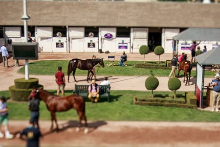 The sale grounds at Arqana