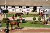 Arqana, Deauville, 15/08/2024, photo: Zuzanna Lupa
