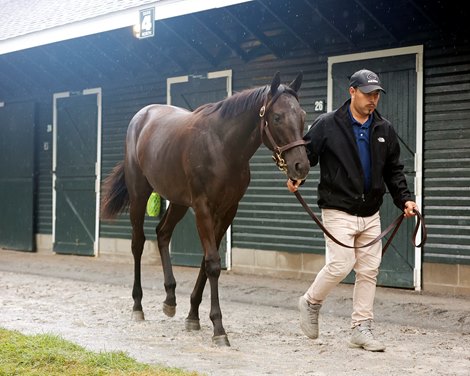 Hidden Lake Brings Shancelot Contingent to NY Bred Auction