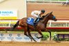 Cicero Farms&#39; Hope Road and jockey Juan Hernandez make easy work of the Grade III $150,000 Torrey Pines Stakes Saturday, August 31, 2024 at Del Mar Thoroughbred  Club, Del Mar,  CA.
Benoit Photo