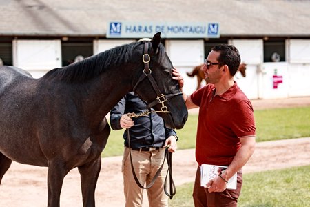2024 Arqana V2 Yearling Sale