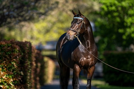 Too Darn Hot at Dalham Hall Stud