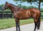 Thousand Words at Spendthrift Farm
