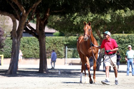 A yearling at the 2024 Fasig-Tipton California Fall Yearling Sale