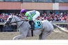 Next #9 with Luann Machado  riding won the $200,000 Grade III Greenwood Cup at Parx Racing in Bensalem, PA on September 21, 2024. Photo by Ryan Denver/EQUI-PHOTO