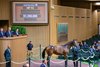 Hip 112 colt by Medaglia d&#39;Oro out of Lotta Kim at Hill &#39;n&#39; Dale at Xalapa
at from the Keeneland September sale near Lexington, Ky., on Sept. 9, 2024. 