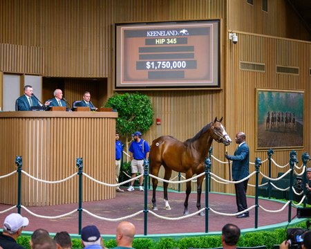 The Into Mischief colt consigned as Hip 345 in the ring at the Keeneland September Yearling Sale