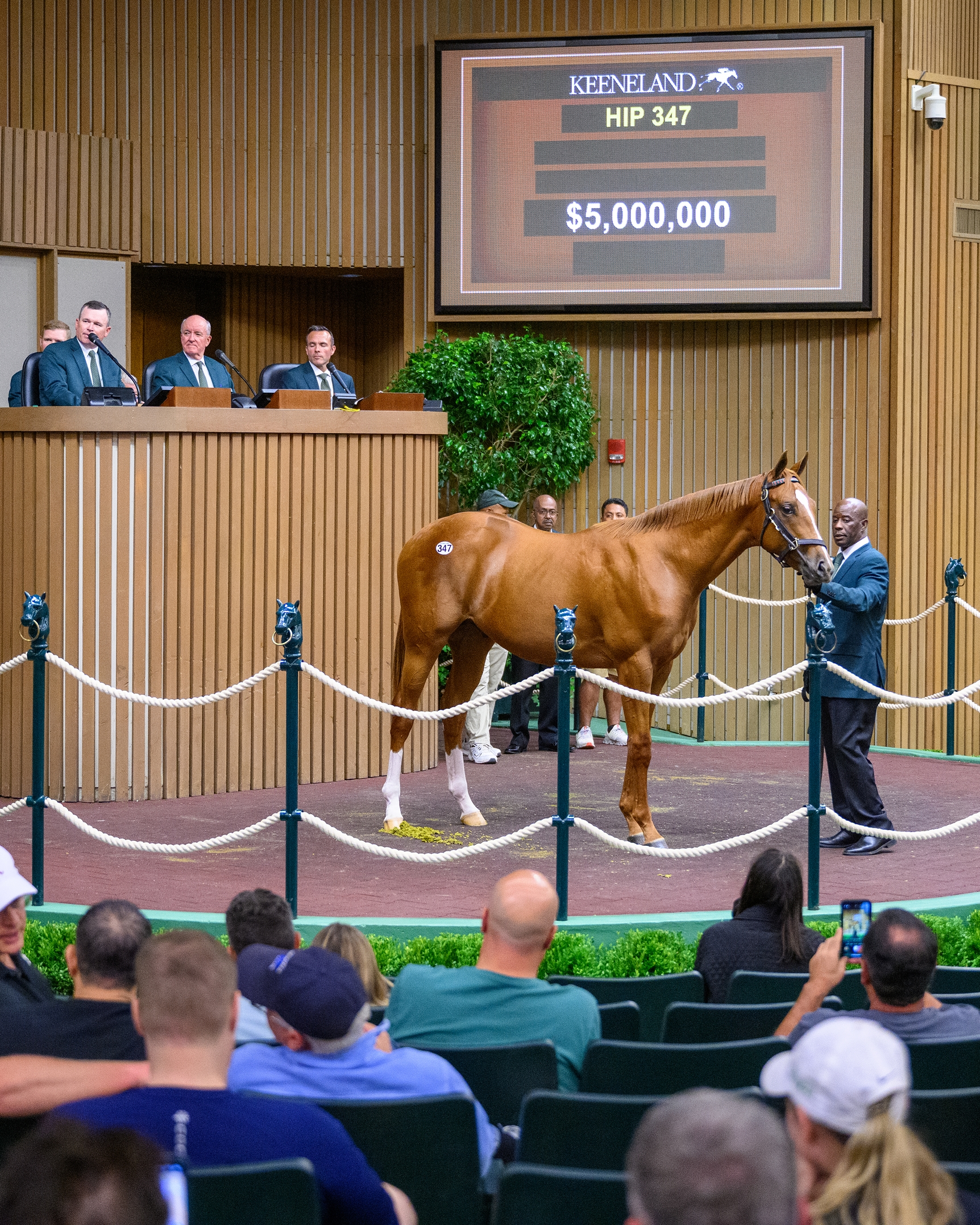Curlin Power Delivers $5M Colt at Keeneland - BloodHorse