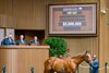 Hip 347 colt by Curlin out of Cavorting  from Indian Creek, agent for Stonestreet Bred and Raised
Scenes from the Keeneland September sale near Lexington, Ky., on Sept. 10, 2024. 