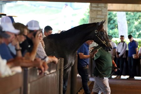 Prospective buyers look on during Book 4 of the Keeneland September Yearling Sale