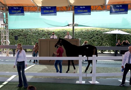 Lovacres Ranch Rally Back Stay Thirsty Colt Tops F-T California Sale at $250,000 - BloodHorse
