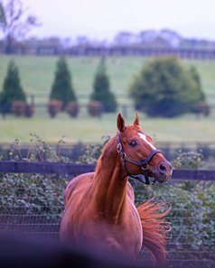 Curlin tops the 2025 Hill 'n' Dale at Xalapa stallion roster