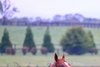 On the fenceline in the early morning, Curlin in his paddock  at Hill ’n’ Dale Farm at Xalapa near Lexington, Ky, on  Sept. 26, 2024. 