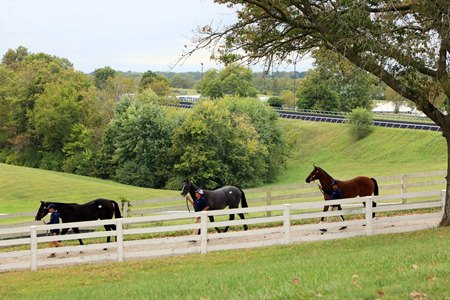 Horses are led through the grounds during the Keeneland September Yearling Sale