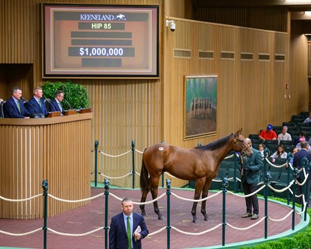 The Constitution colt consigned as Hip 85 in the ring at the Keeneland September Sale