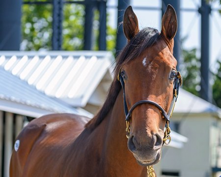 The Into Mischief filly consigned as Hip 1043 at the Mulholland Springs consignment