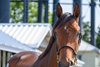 Hip 1043 filly by Into Mischief out Vequist at Mulholland Springs, agent. 
Scenes from the Keeneland September sale near Lexington, Ky., on Sept. 9, 2024. 