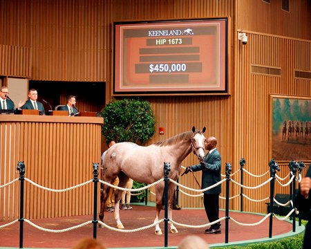 Hip 1673, a son of Volatile consigned by Taylor Made Sales Agency, sells for $450,000 at the Keeneland September Yearling Sale