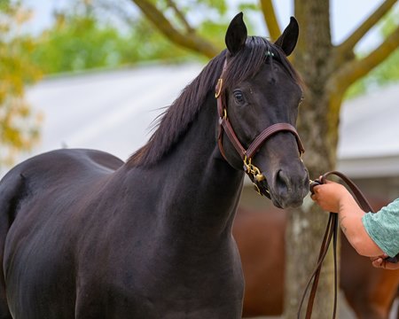 The Game Winner colt consigned as Hip 3051 at the Lane's End consignment 