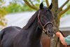 HIp 3051 colt by Game Winner out of So Stylin at Lane&#39;s End, agent
Scenes from the Keeneland September sale near Lexington, Ky., on Sept. 17, 2024. 