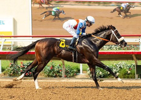 Bodacious gives his sire Smokem his first stakes winner in winning the I'm Smokin Stakes at Del Mar