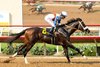 Bodacious and jockey Tyler Baze win the $100,000 I&#39;m Smokin Stakes Friday, September 6, 2024 at Del Mar Thoroughbred Club, Del Mar, CA.
Benoit Photo