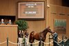 Hip 984,  2024 Keeneland September Sale