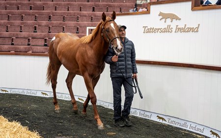 A horse in the ring at Tattersalls Ireland