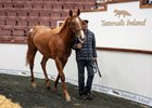 2024 Tattersalls Ireland September Yearling Sale Part II, Lot 708