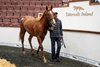 2024 Tattersalls Ireland September Yearling Sale Part II, Lot 708