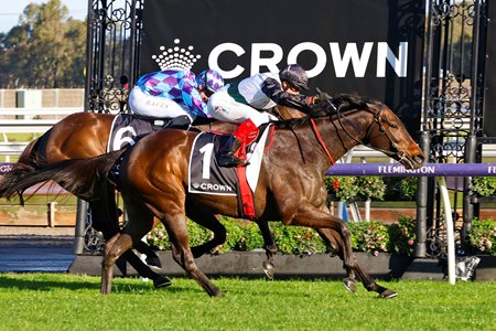 Mr Brightside wins the Makybe Diva at Flemington Racecourse