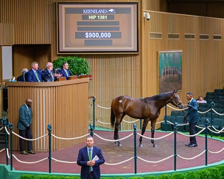The Practical Joke colt consigned as Hip 1361 in the ring at the Keeneland September Yearling Sale