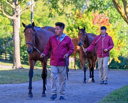 Yearlings walk on the sales grounds at Keeneland