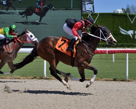 Money Bouquet breaks her maiden at Gulfstream Park