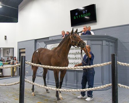 Hip 97, a bay colt by Lexitionian, sells for $115,000 to Noble Oak's, agent, at the LTBA Breeders Sales of Louisiana