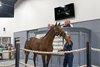 LTBA Breeders Sales of Louisiana 2024 Yearling Sale, Hip 97
bay colt by Lexitonian out of Spun Lace bringing the hammer down for the price of $115,000