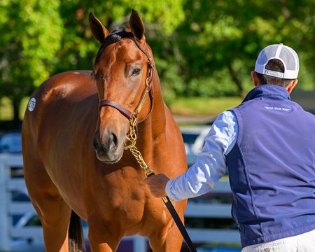 The Justify filly consigned as Hip 276 at Keeneland ahead of the September Sale