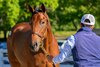 Hip 276 filly by Jusifty out of Up At Dawn from Taylor Made Sales, agent
at the Keeneland September sale near Lexington, Ky., on Sept. 7, 2024. 