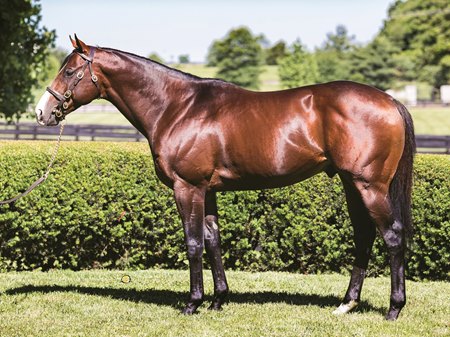 Complexity will stand the 2025 season for $25,000 at Airdrie Stud