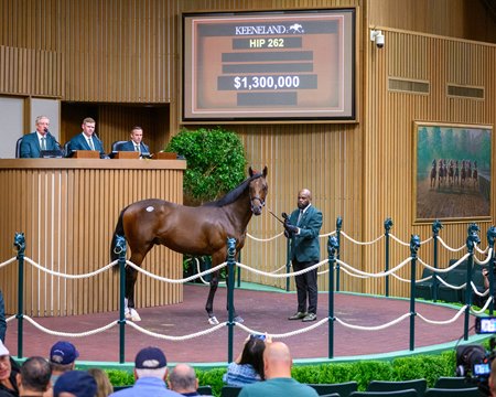 The Curlin colt consigned as Hip 262 sells for $1.3 million at the Keeneland September Yearling Sale