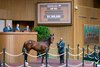 Hip 262 colt by Curlin out of Thoughtfully at Hill ’n’ Dale at Xalapa
Scenes from the Keeneland September sale near Lexington, Ky., on Sept. 10, 2024. 