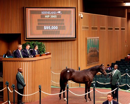 The session-topping Upstart colt consigned as Hip 3965 in the sales ring at the Keeneland September Yearling Sale