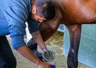 cleaning hooves before a show
Scenes from the Keeneland September sale near Lexington, Ky., on Sept. 18, 2024. 